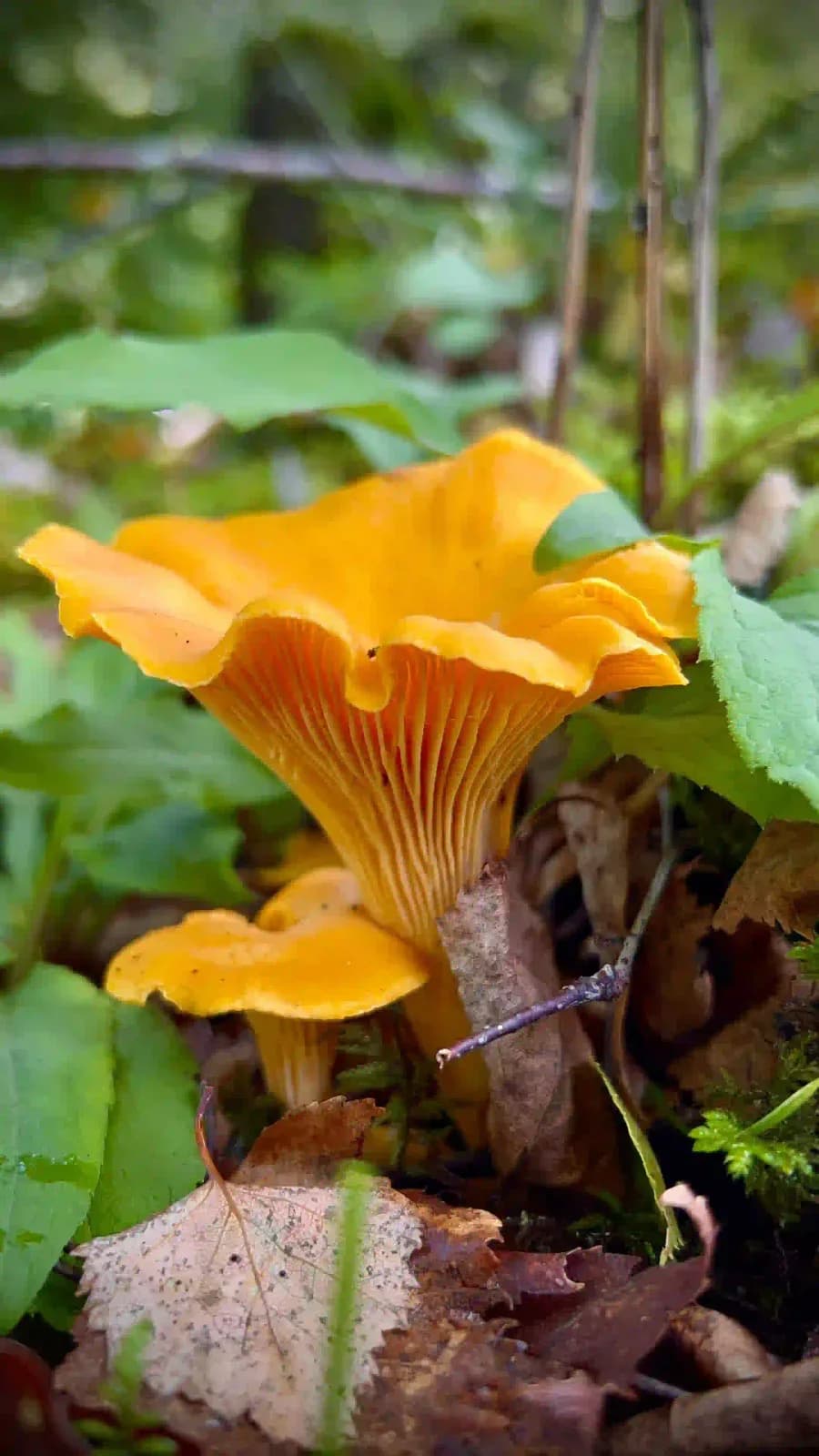 Orange chanterelle among green leaves on the forest floor in the Egebjerg Hills