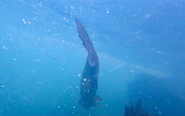 Homing Behaviour of Atlantic Salmon image