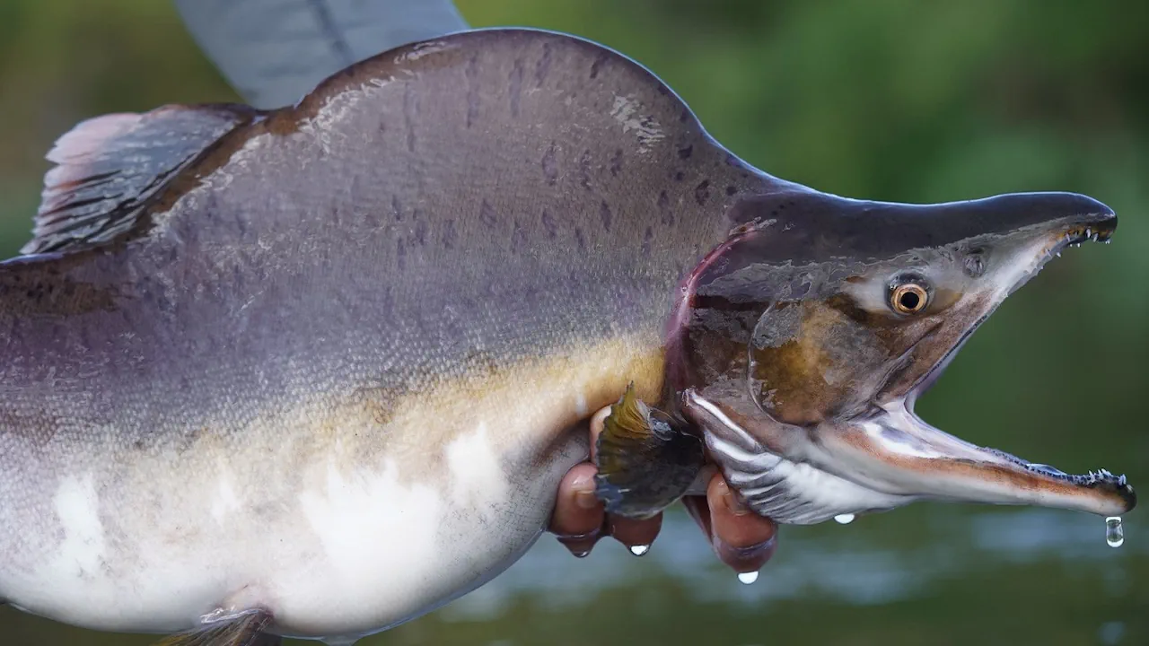 Angler with invasive pink salmon catch in Norway
