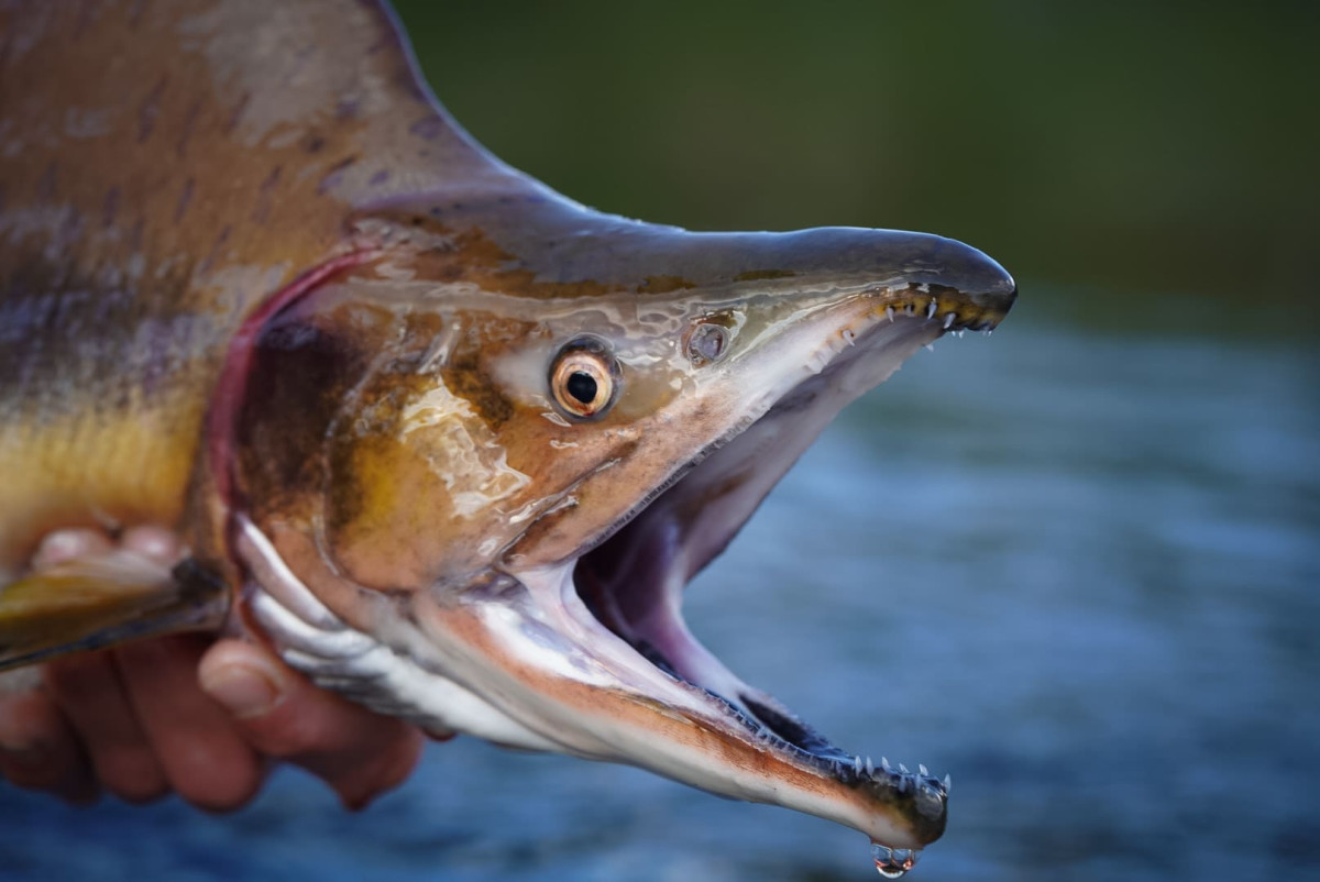 invasive pink salmon