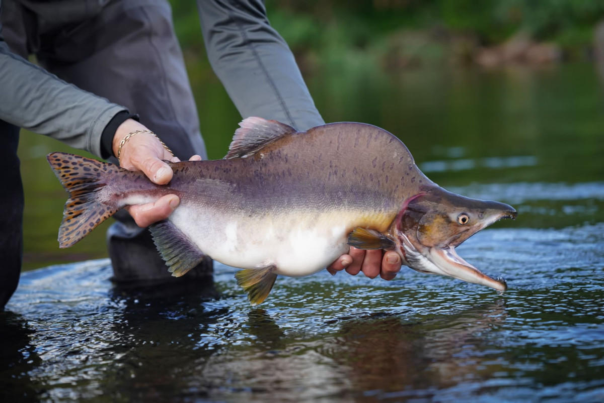 invasive pink salmon