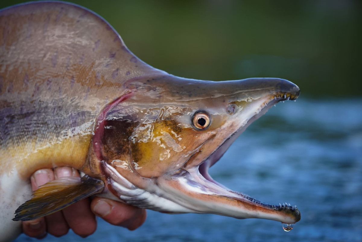 invasive pink salmon