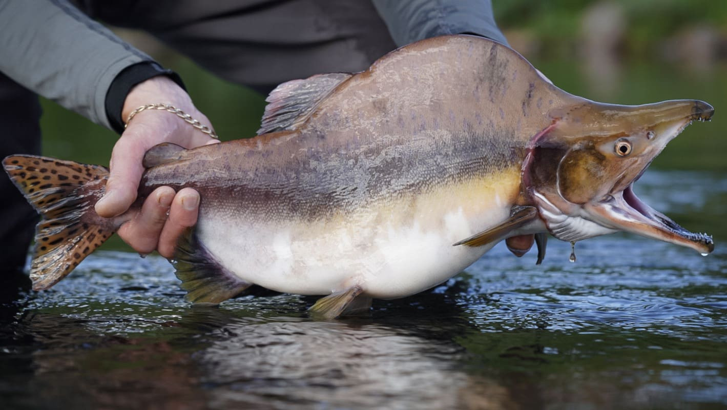 invasive pink salmon