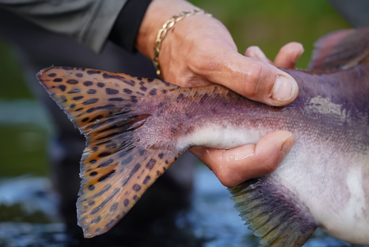 invasive pink salmon